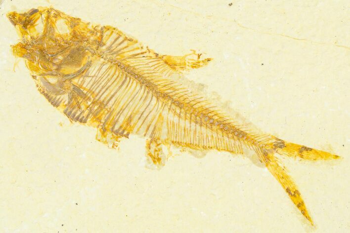 Detailed Fossil Fish (Diplomystus) - Wyoming #379431